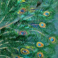 Joli paon (2023, 50x100cm) paon-toile-ilmao